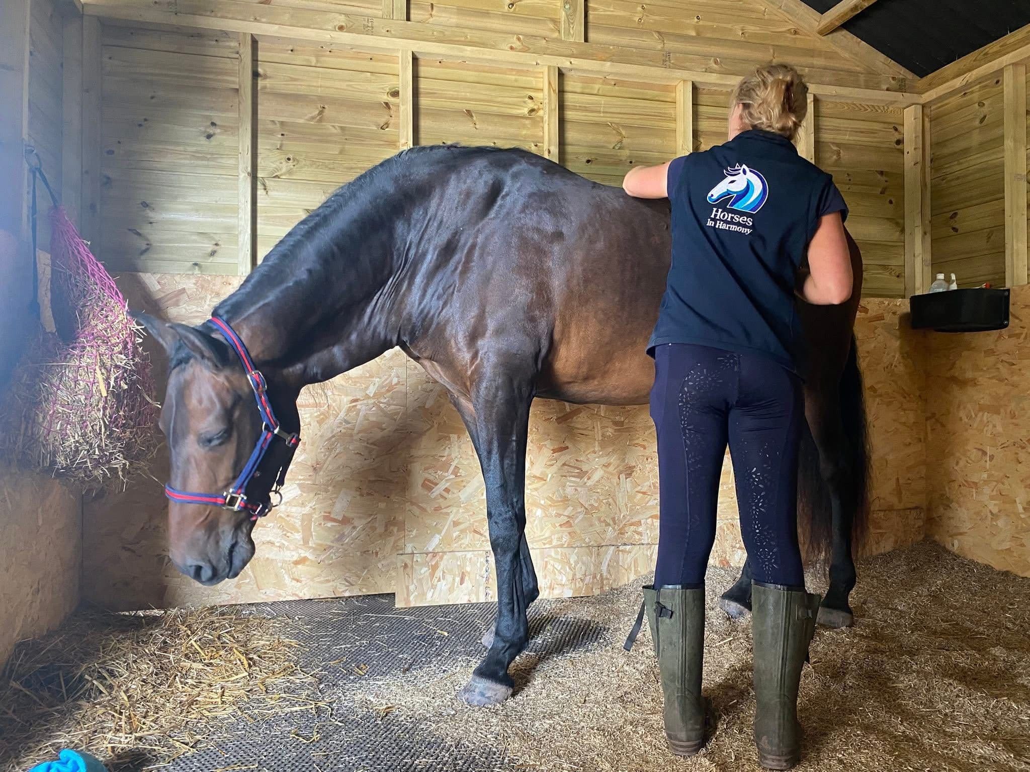 Hannah performing equine bodywork