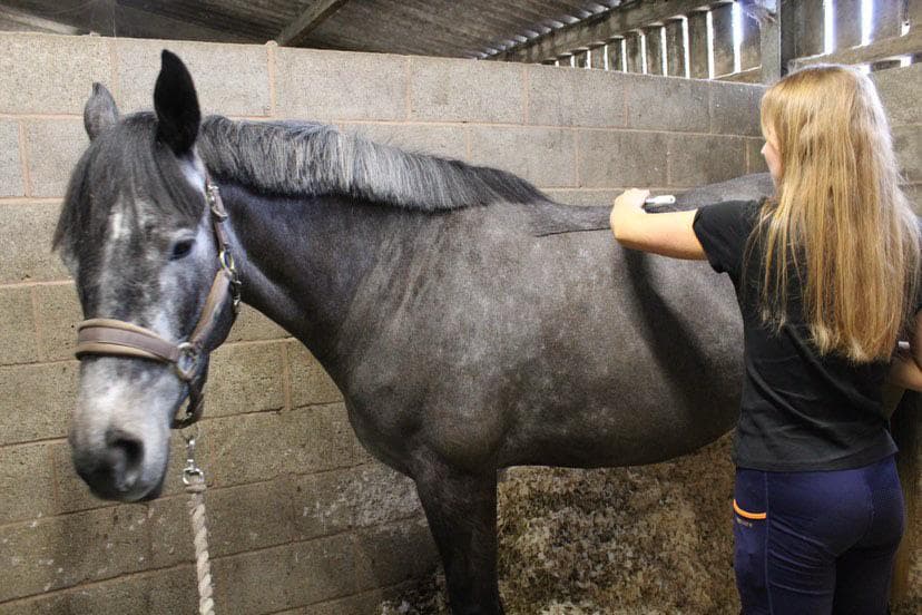 Hannah treating a horse with massage therapy