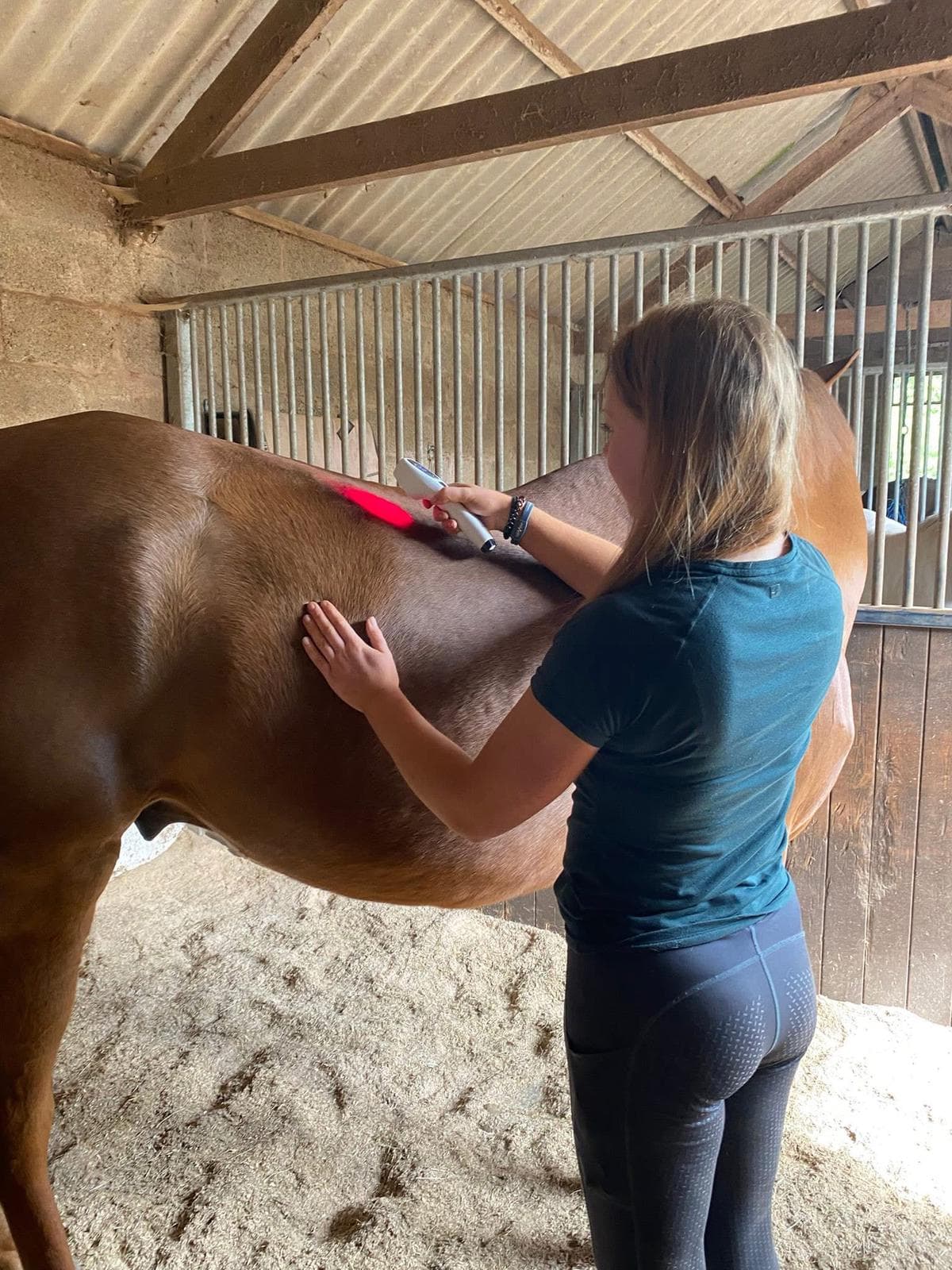 Hannah performing laser therapy on a horse